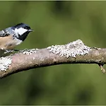 W Konik Mazury * Rekownica